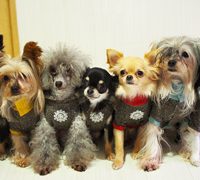 愛犬に暖房対策は必要?犬種別の耐寒の違いとおすすめ対策は?