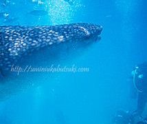 なぜ確率99%も?セブ島ジンベイザメと泳ぐツアーが女子旅行に人気の秘密は?