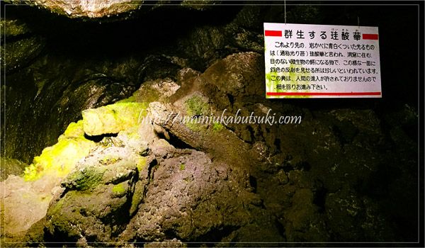 関東の穴場な避暑地！青木ヶ原にある人気の洞窟「富岳風穴」とは？