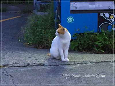 早朝の城ケ島商店街をパトロールする猫