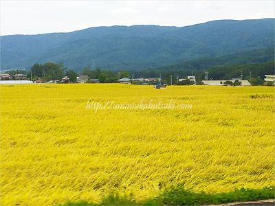 紅葉シーズンを迎えた長野県の茅野市に広がる黄金色の大自然