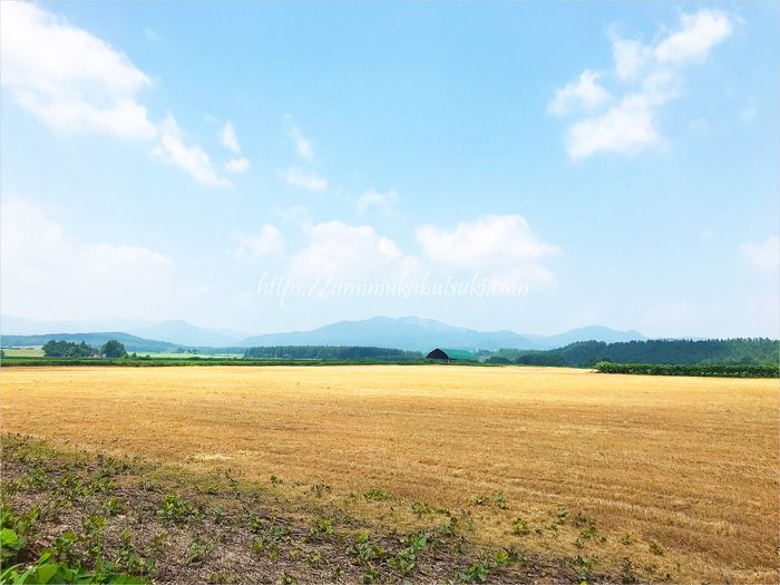 広大な景色がどこまでも広がる夏の北海道