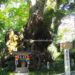楠の大木で合格成就、熱海の来宮神社は驚異のパワースポット